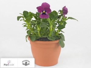 flori/fialka-rogataya-twix-f1-rose-with-eye16996