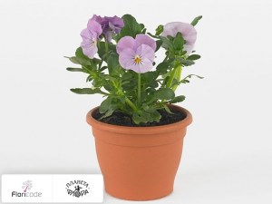 flori/fialka-rogataya-twix-f1-rosy16997