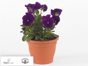 flori/fialka-rogataya-twix-f1-violet17000