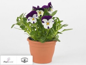 flori/fialka-rogataya-twix-f1-white-purple-wing17004