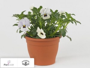 flori/fialka-rogataya-twix-f1-white-with-eye17005
