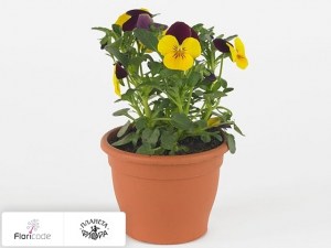 flori/fialka-rogataya-twix-f1-yellow-red-wing17008