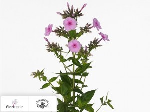 flori/floks-metelchatyy-sweet-summer-lollipop17239