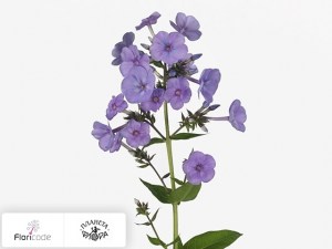 flori/floks-metelchatyy-sweet-summer-ocean17203