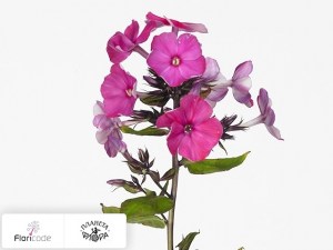 flori/floks-metelchatyy-tenor17292