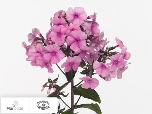 flori/floks-metelchatyy-valentina17233