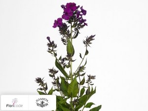 flori/floks-metelchatyy-wendy-house17260