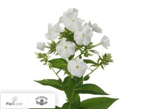 flori/floks-metelchatyy-white-boy17274