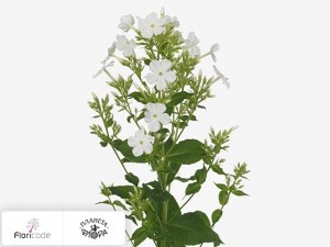 flori/floks-metelchatyy-white-lion17207