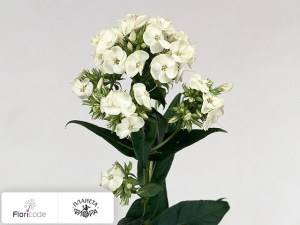 flori/floks-metelchatyy-white-missy17296