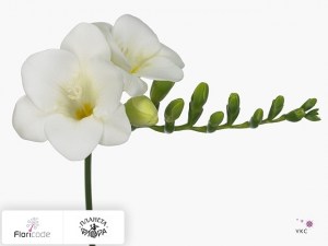 flori/freziya-enkelbloemig-white-pearl17344