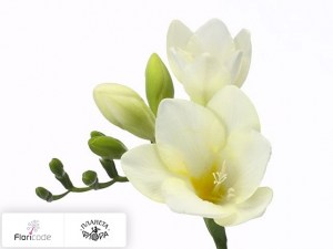 flori/freziya-enkelbloemig-white-river17503