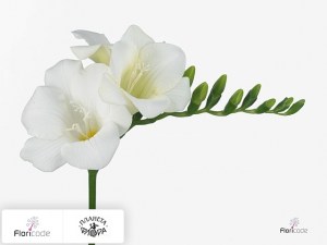 flori/freziya-enkelbloemig-wonderful-white17364