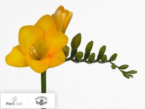 flori/freziya-enkelbloemig-yellow-passion17420