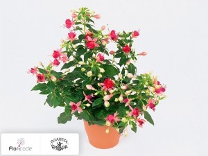 flori/fuksiya-cherry17547