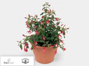 flori/fuksiya-diva-red-white17545