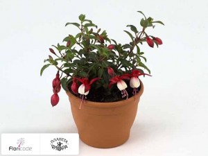flori/fuksiya-ggg-summermelody-sunfilipe17550