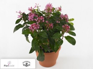 flori/fuksiya-paniculata-cassiopeia17521