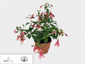 flori/fuksiya-patio-princess17549