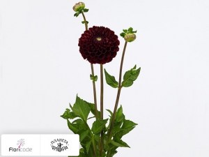 flori/georgina-sharovidnaya-jowey-mirella3868