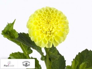 flori/georgina-sharovidnaya-nettie4038