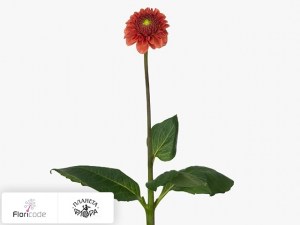 flori/georgina-sharovidnaya-orange-fox3888