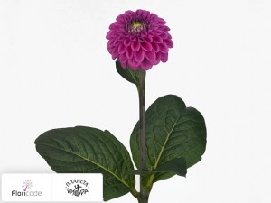 flori/georgina-sharovidnaya-purple-fox3757
