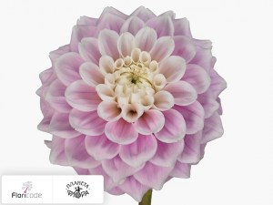 flori/georgina-sharovidnaya-sweet-love3950