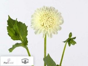 flori/georgina-sharovidnaya-white-nettie4041