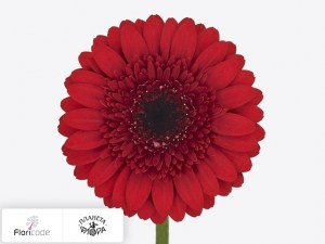 flori/gerbera-mini-velluto4915