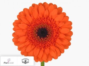 flori/gerbera-mini-verdana4168