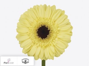 flori/gerbera-mini-vidal4107