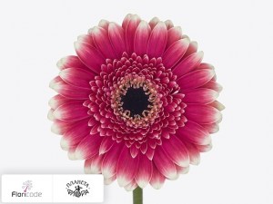 flori/gerbera-mini-vince4903