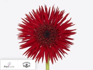 flori/gerbera-mini-vulcano4777