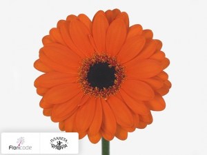 flori/gerbera-mini-wave4539
