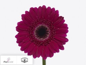 flori/gerbera-mini-wembley4865