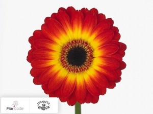 flori/gerbera-mini-wet-paint4424