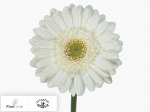 flori/gerbera-mini-white-heaven4305