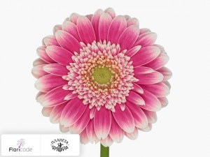 flori/gerbera-mini-wonderland4153