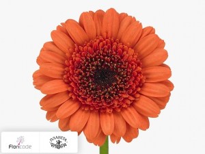 flori/gerbera-mini-xavi4320