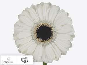 flori/gerbera-mini-xena4696