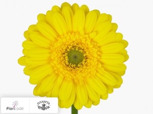 flori/gerbera-mini-yell4164
