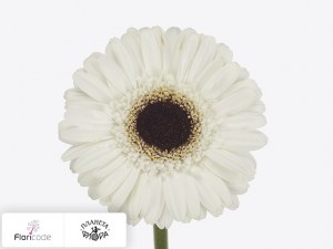 flori/gerbera-mini-yuta4104