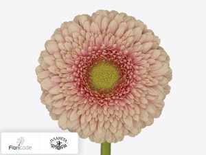 flori/gerbera-mini-zenna-m4832