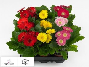 flori/gerbera-open-air-gemengd4453