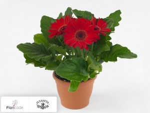 flori/gerbera-open-air-rood4451