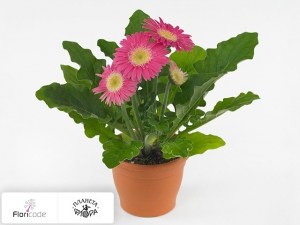 flori/gerbera-open-air-roze4452