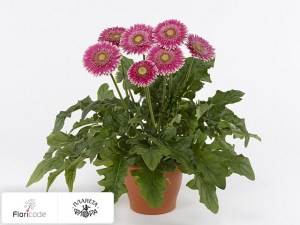 flori/gerbera-patio-capitol-reef4784