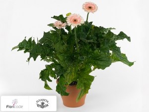flori/gerbera-patio-fundy4626