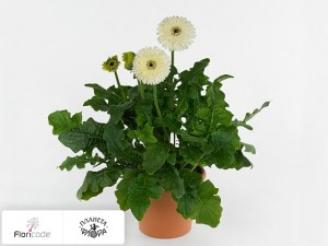 flori/gerbera-patio-glacier4624